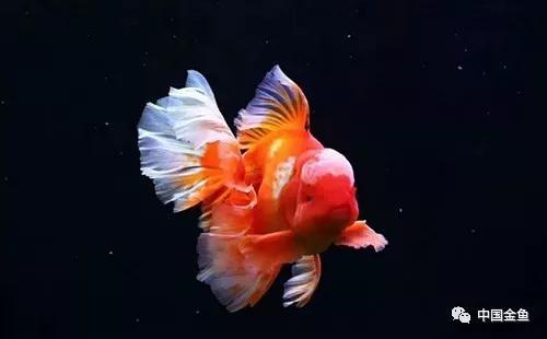 狮头鱼饲养技巧，狮头鱼饲养技巧和方法（家庭饲养金鱼攻略之）