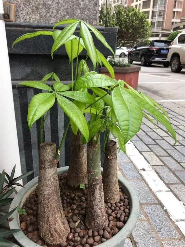 家里放什么植物最好招财又好养，家中养什么植物聚财旺财（在家养这25种花）