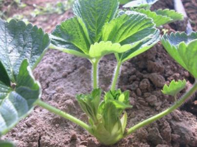 草莓种子的种植方法，草莓种子的种植方法和时间（草莓苗怎么繁殖）