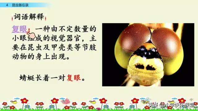 什么的硬翅，什么的硬翅？填四个字。（小学部编三年级语文下第4课《昆虫备忘录》图文+知识点+同步练习）