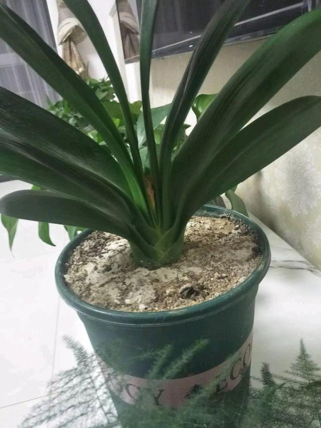 怎么驱蚊子最有效，除蚊子的方法（1把蚊香灰撒盆里）