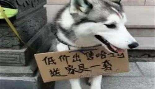 哈士奇智商排名，哈士奇的智商到底有多低（不是所有哈士奇都很“傻”）