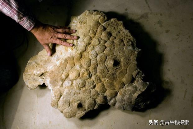 triceratops，triceratops是什么恐龙（三角龙能反杀霸王龙）