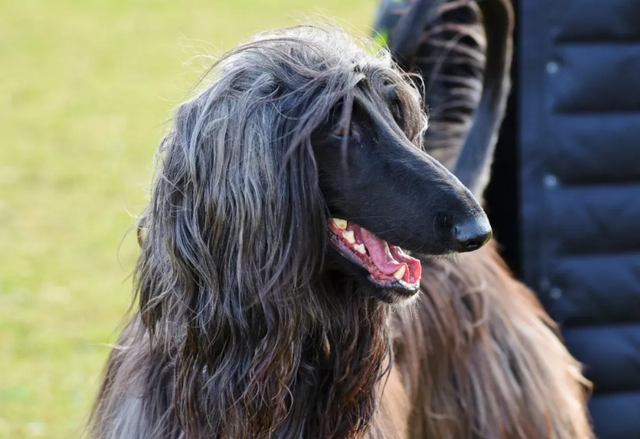 阿富汗猎犬属于什么品种，阿富汗猎犬在国内“少见”的原因