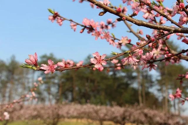 宏村在哪里，安徽宏村在哪里（宏村、西递等旅游景区恢复开放）