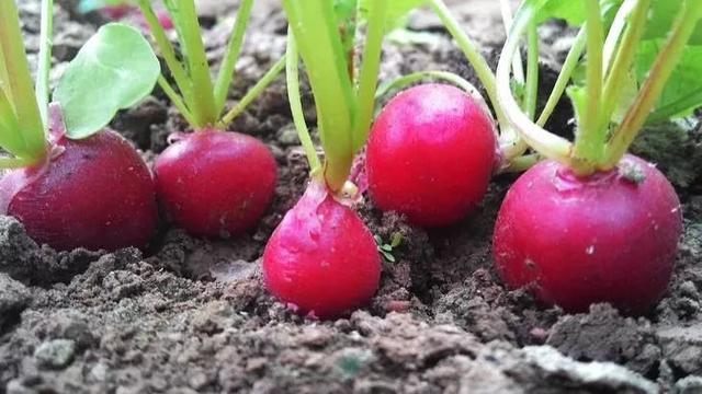 老鼠瓜种植时间及技术，老鼠瓜是什么瓜（农业种植“迷你”品种）