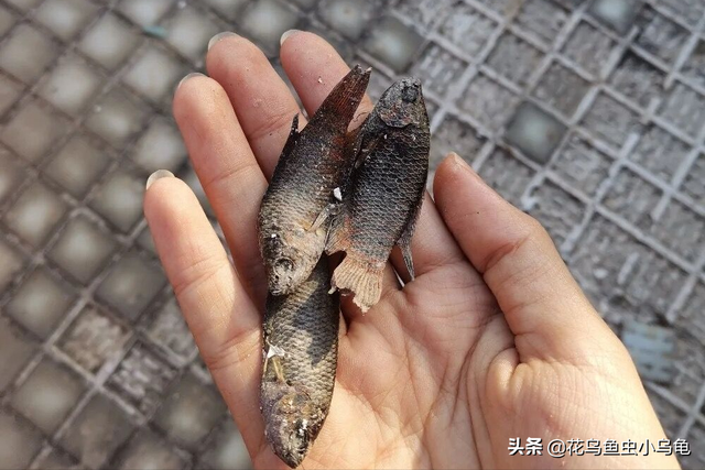 斗鱼吃什么，养出漂亮的斗鱼，实际上很简单（斗鱼吃什么食物最好）