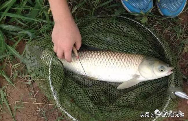 钓草鱼必备饵料推荐：选对饵，轻松上大鱼！实战技巧全解析