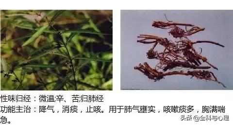 鸡肠风的功效与作用，史上最全中草药图谱