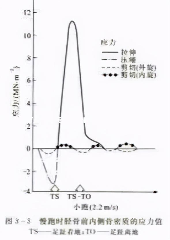 短骨包括哪些，哪些属于短骨（骨的生物力学特征）