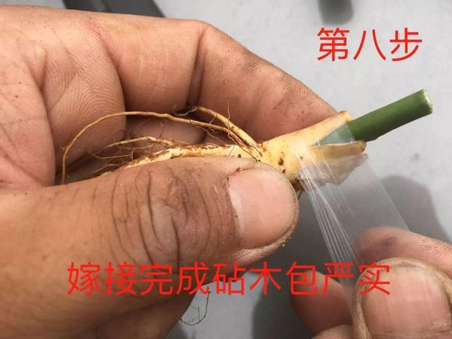 大花月季嫁接的方法，月季花嫁接方法学（月季嫁接用对方法）