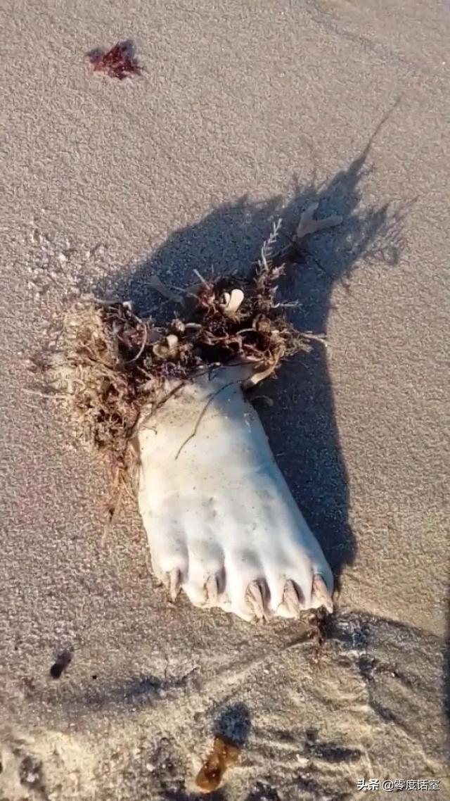 暖手宝里面是什么，暖手宝是什么成分（“网友什么都知道系列”）