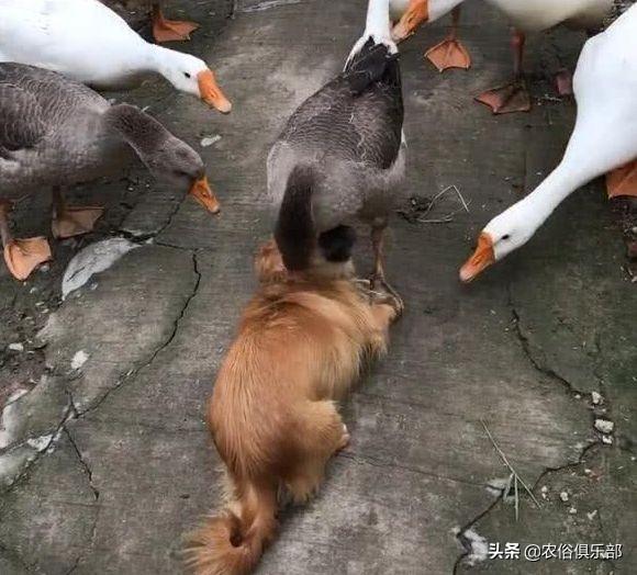 鸡吃了蜈蚣为什么变凶，鸡为什么是五毒的克星（人们最怕的却是这种温和的家禽）