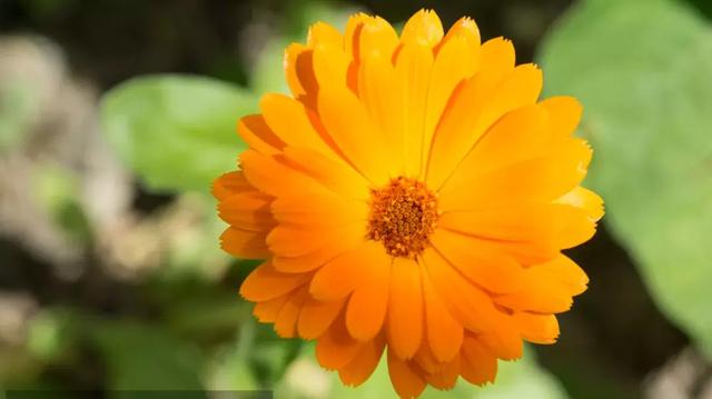 伯利恒之星花语,查自己的本命花(感受生活的温度<二>) 伯利恒之星花语,查自己的本命花(感受生活的温度<二>)