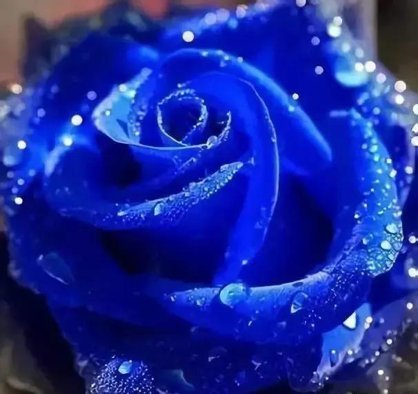 蓝色妖姬价格，关于蓝色妖姬（蓝色妖姬哪里有卖）