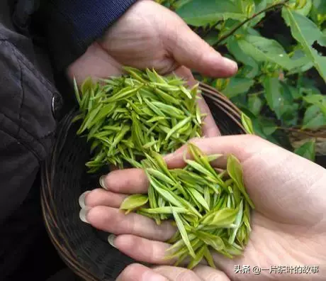 新茶是什么意思，你买的新茶未必胜陈茶