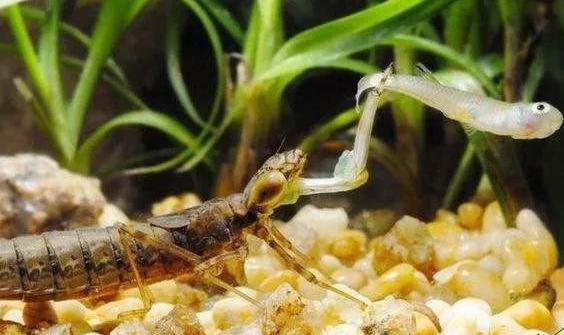 水里的小虫子叫什么，水上的小虫子叫什么（人称“吃鱼虎”危害极大）