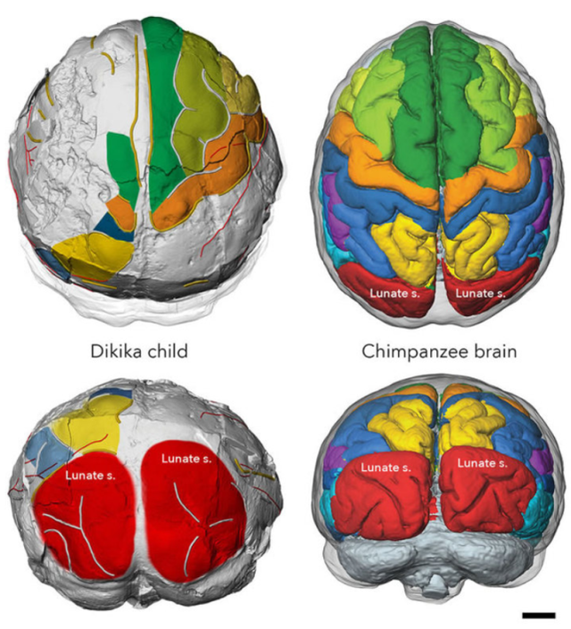宇宙进化系统，为什么只有人类进化出高度发达的大脑