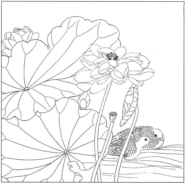 工笔荷花白描，高清工笔荷花白描 110幅