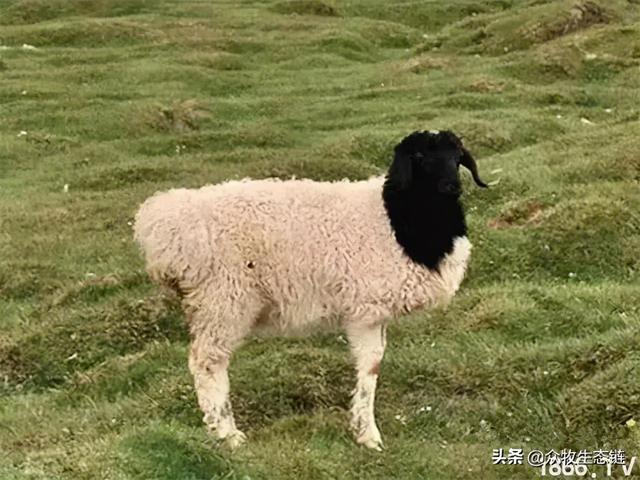 大同特产，世界上最好的羊，看看都在哪（大同特产有什么可以送礼的）