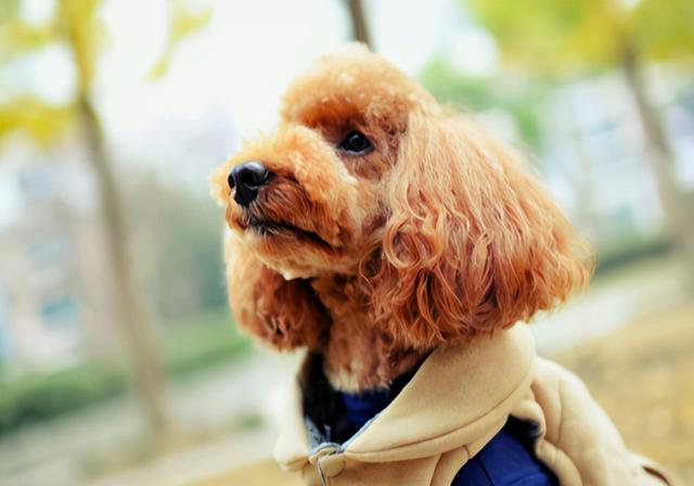 狗狗尿血是怎么回事吃什么药，狗狗尿血吃什么药最好（狗尿里面有血怎么回事）