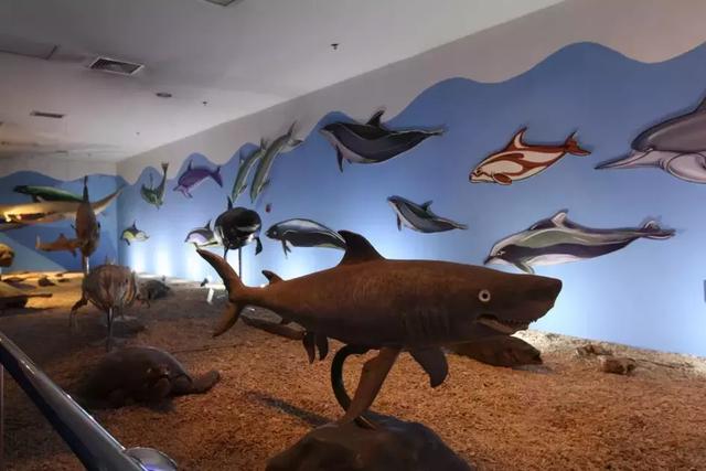 西安海洋馆，一天玩转曲江海洋公园的攻略现在才知道（西安海洋馆作文）