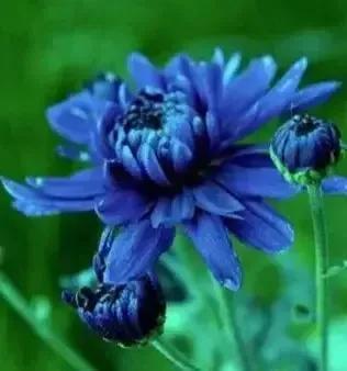 蓝色的菊花