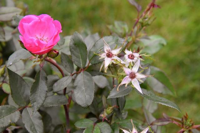 月季开花时间介绍。，月季开花时间介绍图片（不怕黄叶和感染病虫害）