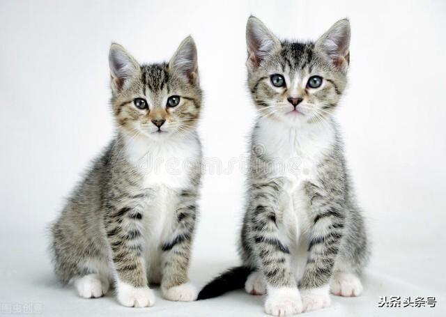 猫咪为什么喜欢猫薄荷呢？