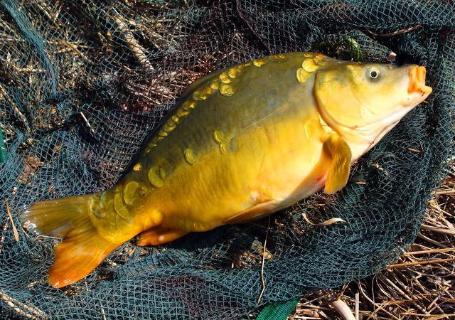 裸斑鱼是不是没得刺，裸斑鱼有没有鱼鳞（讨厌鲤鱼的湖北人）