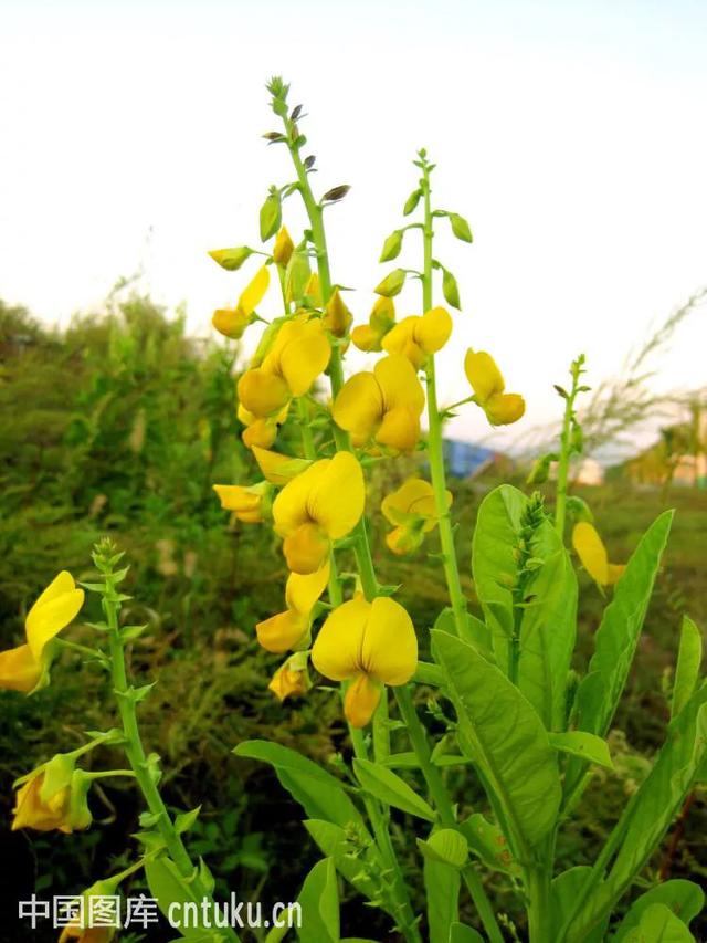 沙苑子的别名，沙苑子的功效与作用（中药材猪屎豆）