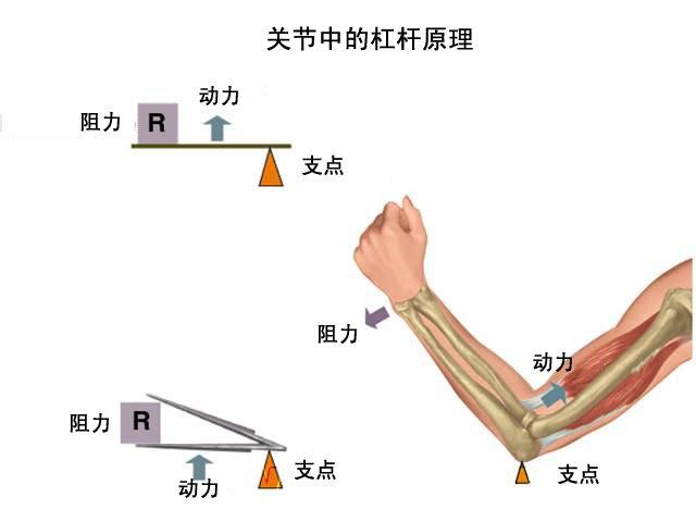 握力器有什么好处,握力器和握力圈哪个好(坚持用臂力器锻炼手臂肌肉)