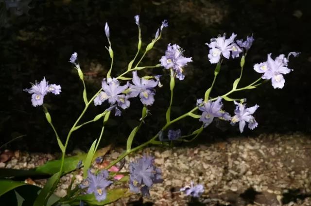 鸢尾花的寓意是什么，鸢尾花是什么含义（全球70000多个品种的这类植物原来都叫鸢尾）