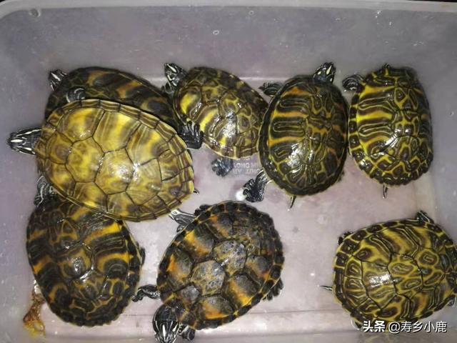 养龟的绿水要怎么培养，养殖户是如何培育绿水的