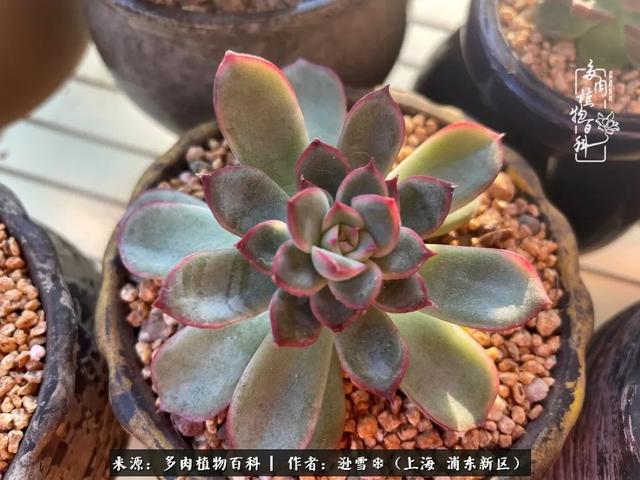 多肉植物图片，感恩相遇，余生相互关照（若绿多肉植物图片）