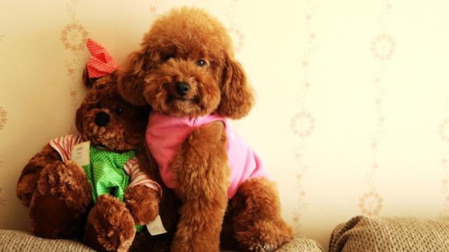 贵宾犬怎么养才不会被惯坏，泰迪犬<贵宾犬>怎么养才听话