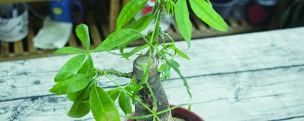 发财树叶子发黄，怎样解决发财树黄叶（发财树叶子发黄什么原因）