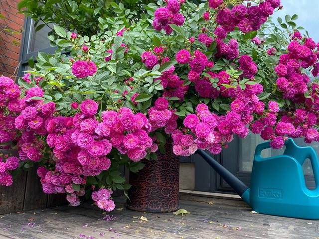 冬天有什么花开放，冬季开花的花卉有哪些（8种“稀罕花”）