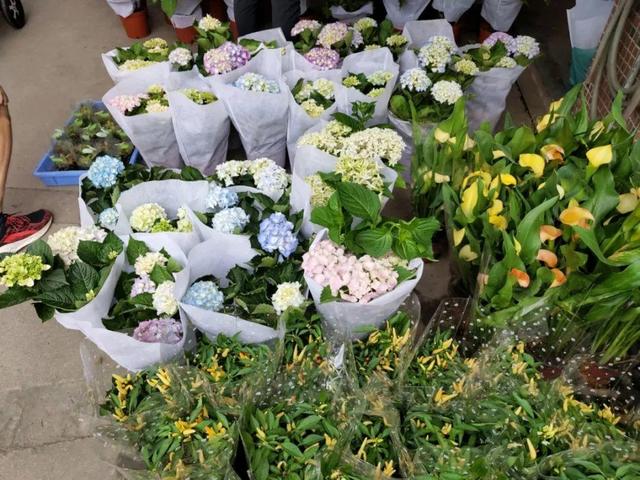 荷花最好看的品种是什么，这花最好看、最好养