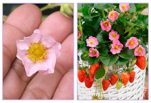 草莓品种介绍，适合南方种植的草莓品种（易养易爆盆）