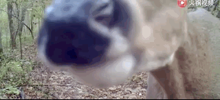 狍子为什么叫傻狍子，狍子为什么叫傻狍子视频（硬是把自己蠢成了国家保护动物…）