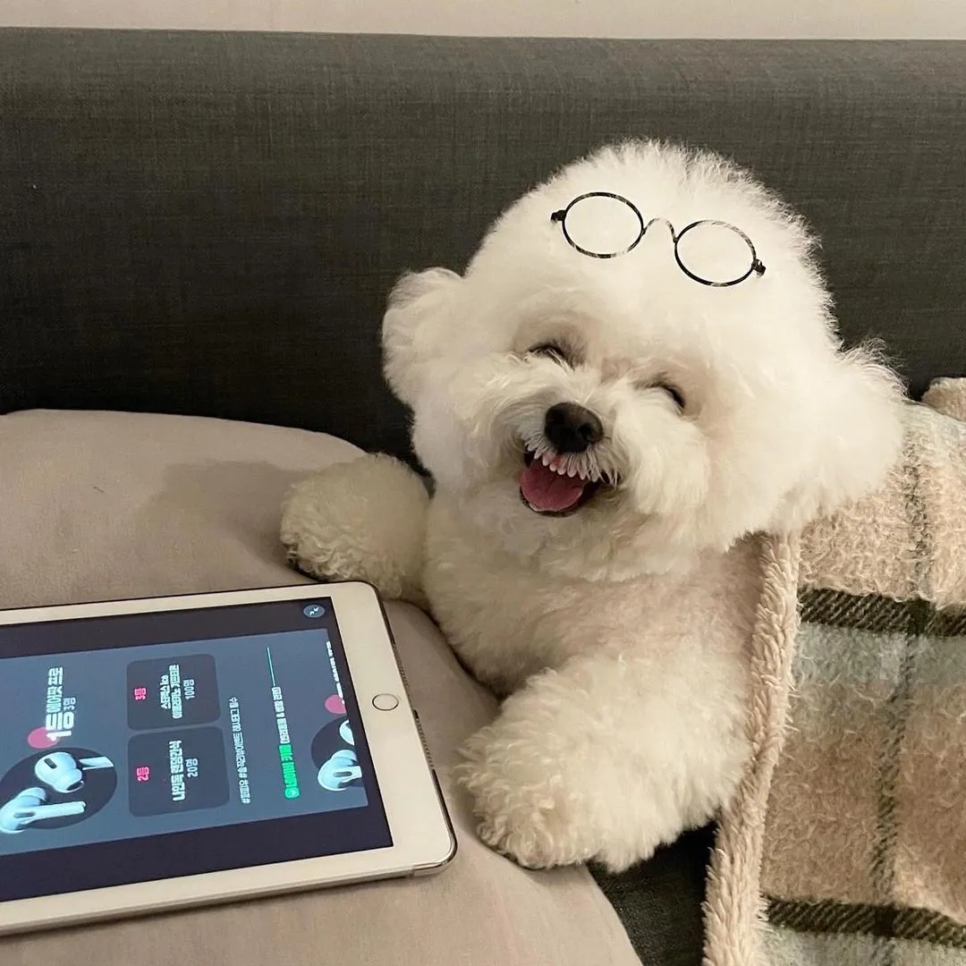 比熊起名字有发财意义的,韩国超甜小奶狗爆红网络!