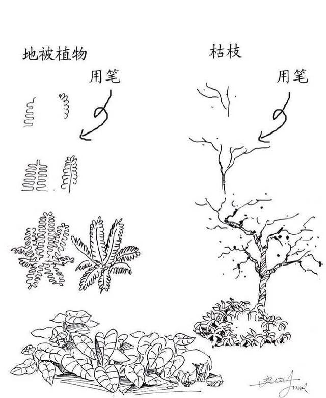 树木速写技法表现，园林树木速写（实用的植物速写技法）