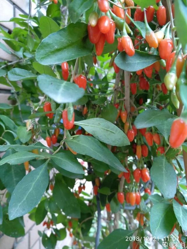 不锈钢盆可以放烤箱吗，烤箱里可以放不锈钢盆吗（10种花最养人）