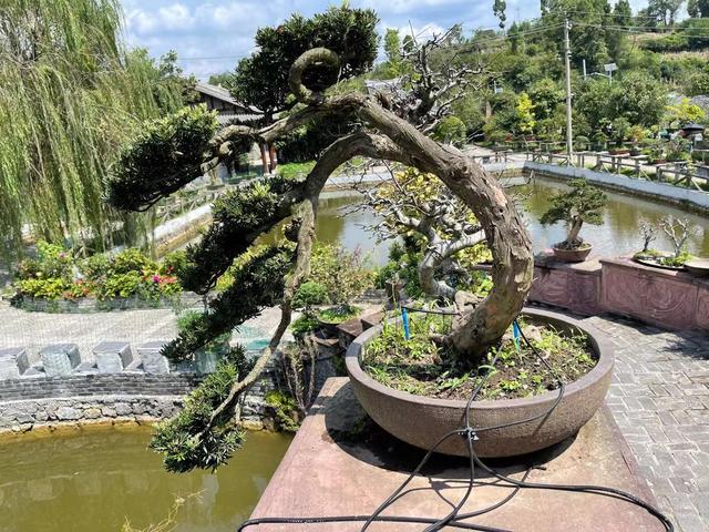 罗汉松造型方法,罗汉松造型树图片大全(做造型细分根,枝,叶)