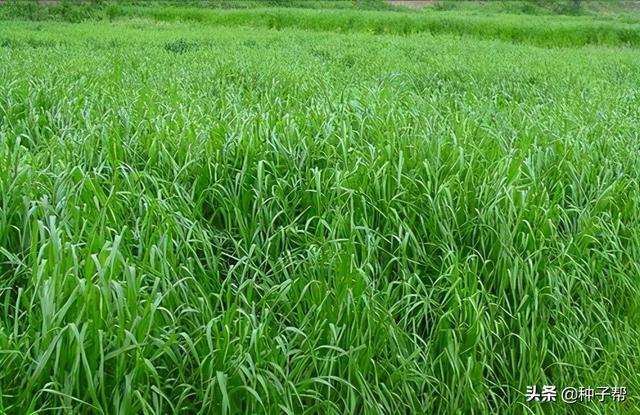 银合欢的养殖方法，银合欢的养殖方法和注意事项（才能种出高产牧草呢）