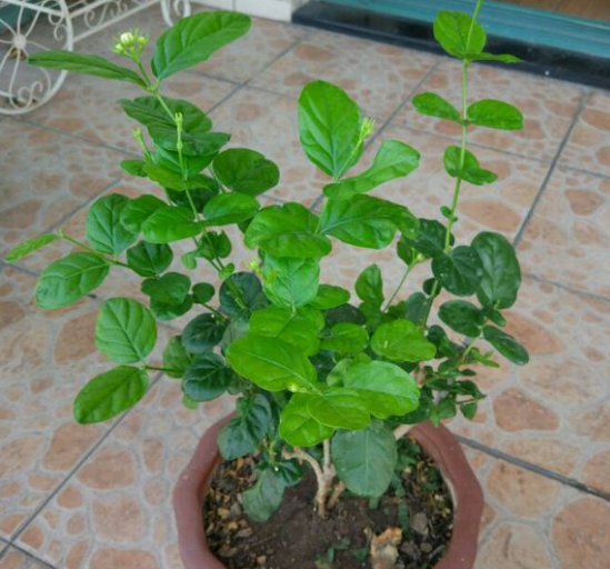 茉莉花什么季节开花，茉莉花什么时候开花最佳（什么时候换盆和修剪）