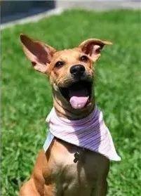 红贵宾（红贵宾犬），被称为“最聪明狗狗”的红贵宾曾因好动