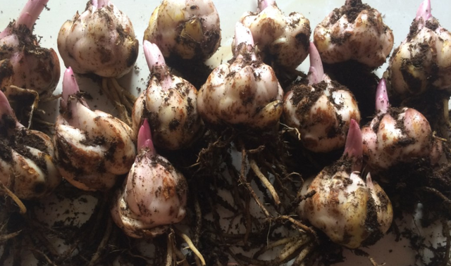 土培百合花怎么养，土壤百合花怎么养（一年四季都能有花赏）