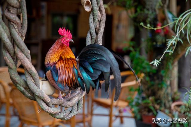 傣族的资料简介，傣族资料三年级上册（探访云南特有少数民族之：傣族）